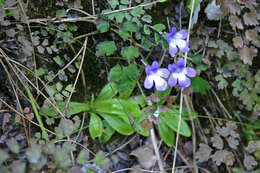 Imagem de Pinguicula dertosensis (Cañig.) G. Mateo Sanz & M. B. Crespo Villalba