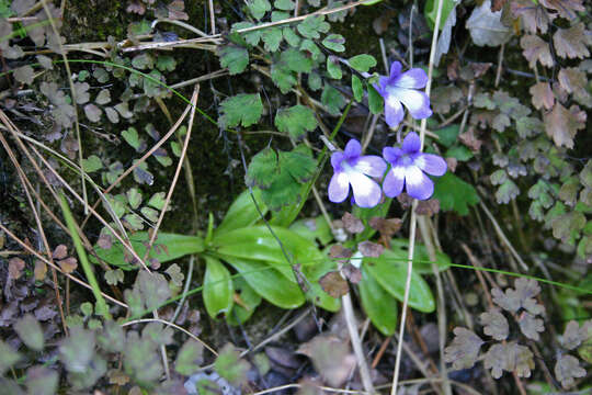 Image of Pinguicula dertosensis (Cañig.) G. Mateo Sanz & M. B. Crespo Villalba