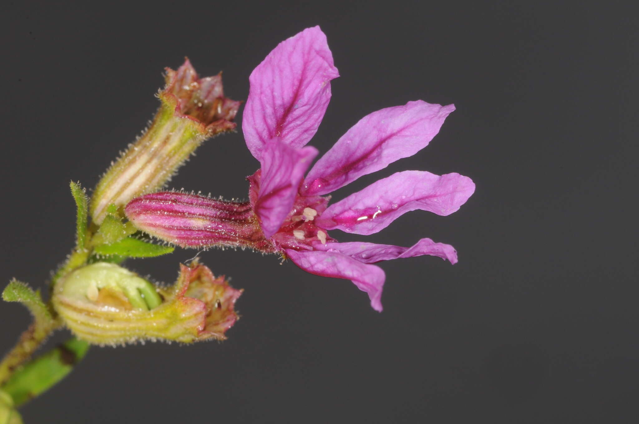 Image of Sticky Waxweed