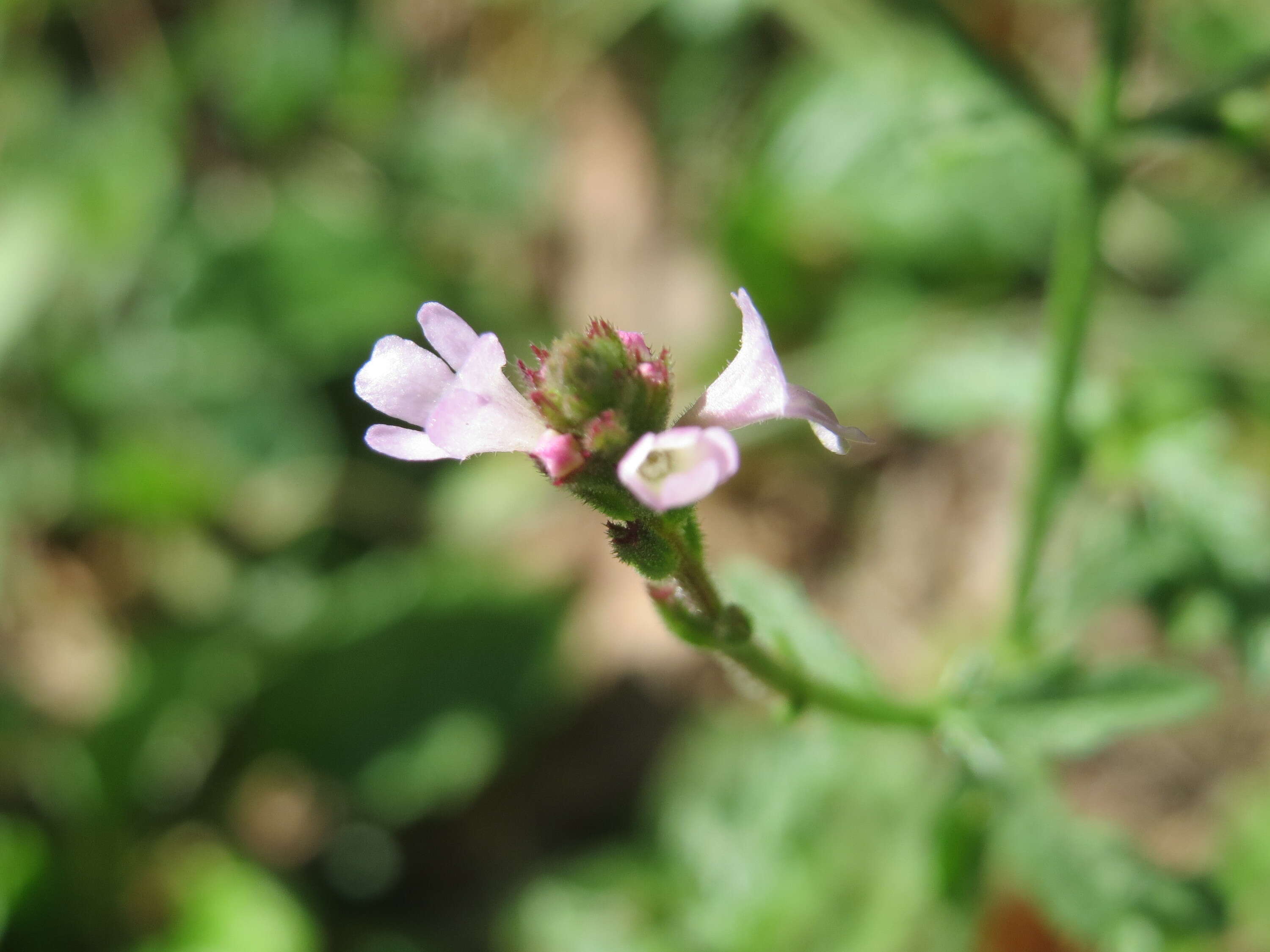 Image of herb of the cross