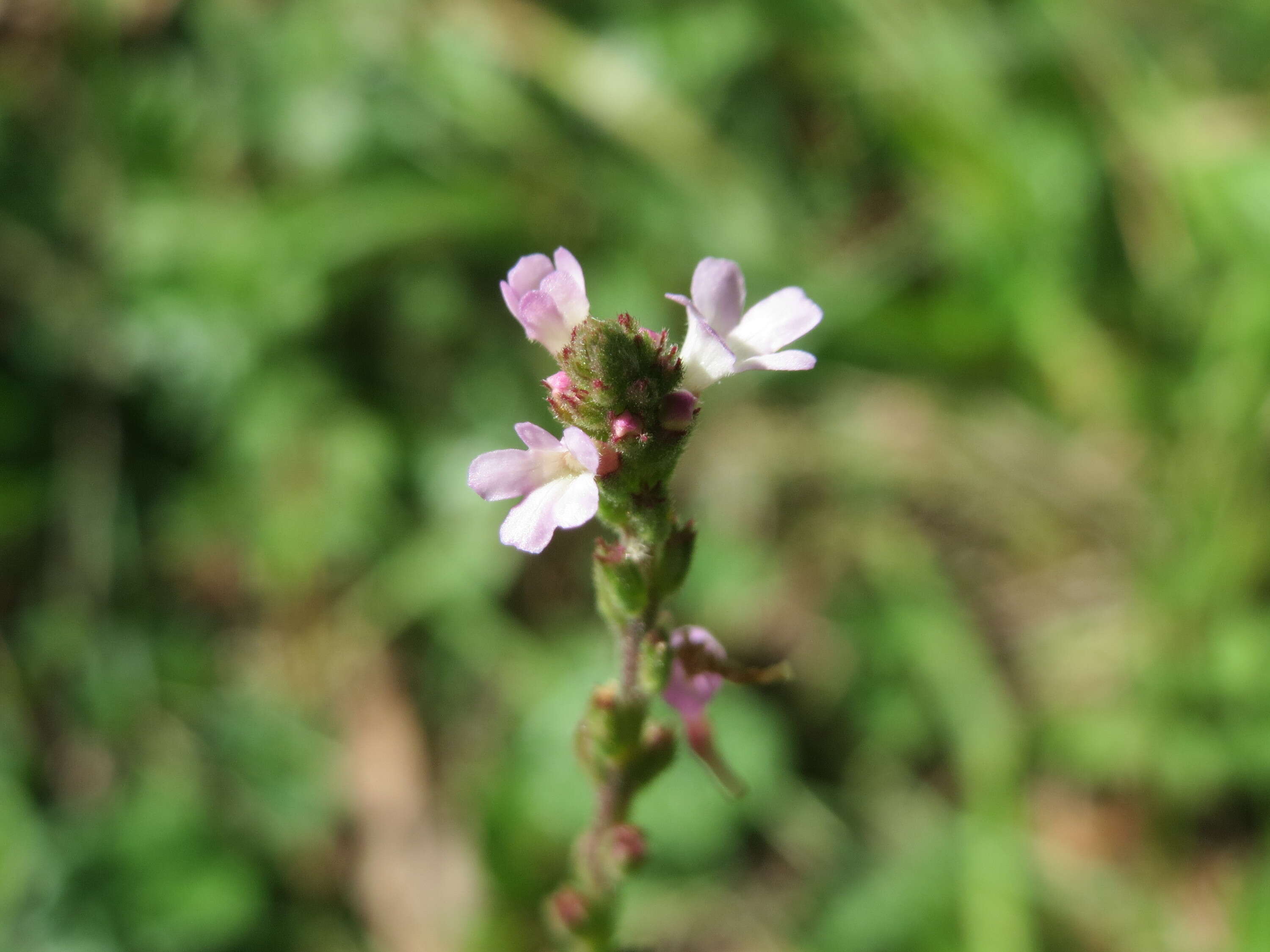 Image of herb of the cross