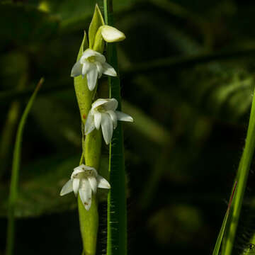 Image of Habenaria heyneana Lindl.