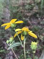 Sivun Helianthus smithii C. B. Heiser kuva