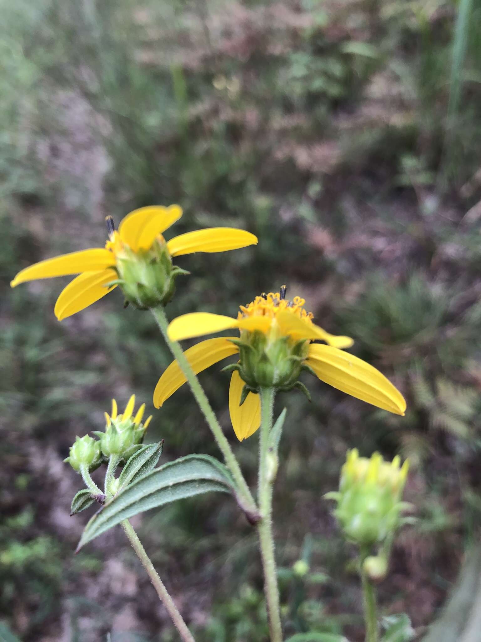 Image de Helianthus smithii C. B. Heiser