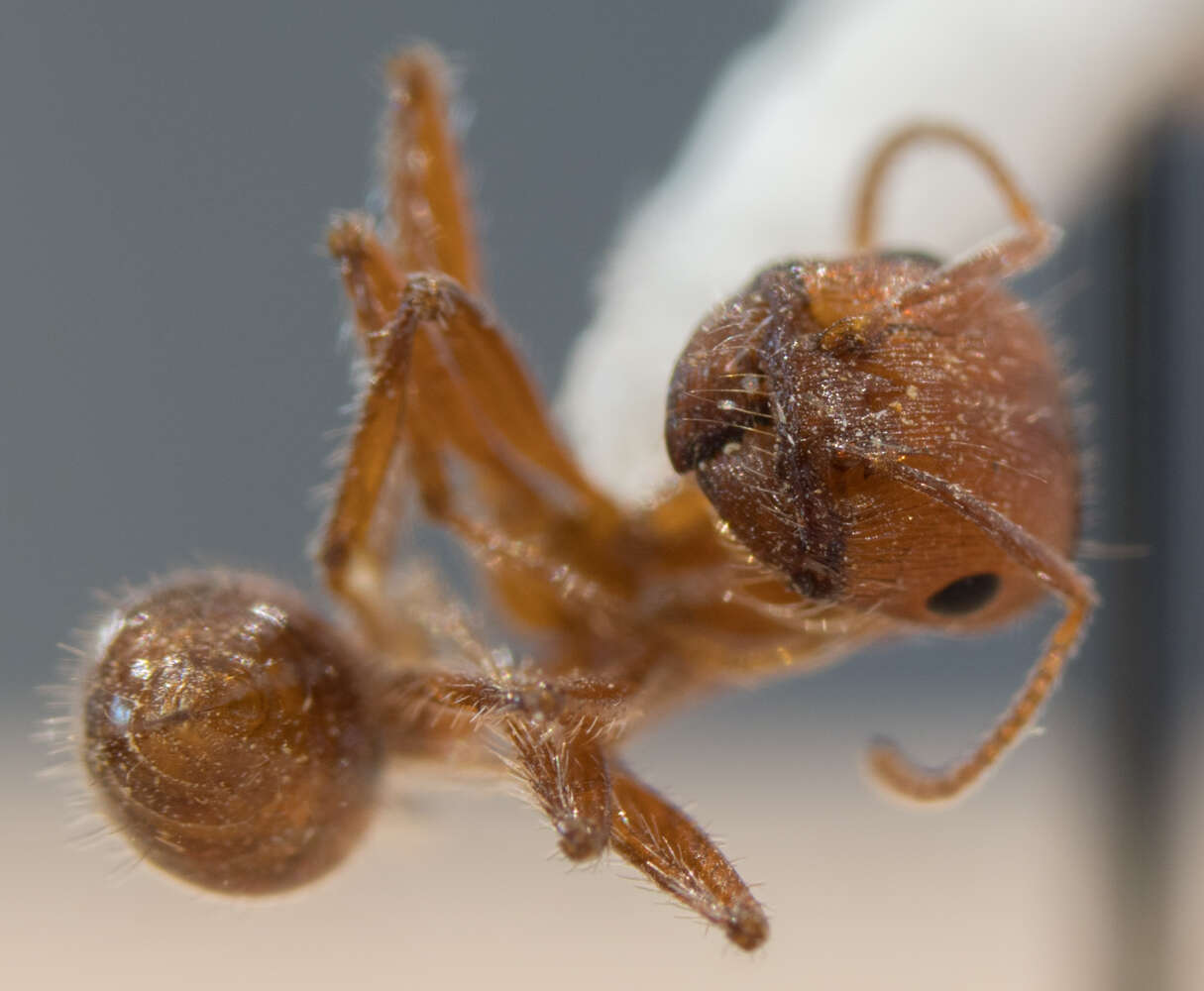 Image of Pogonomyrmex subnitidus Emery 1895