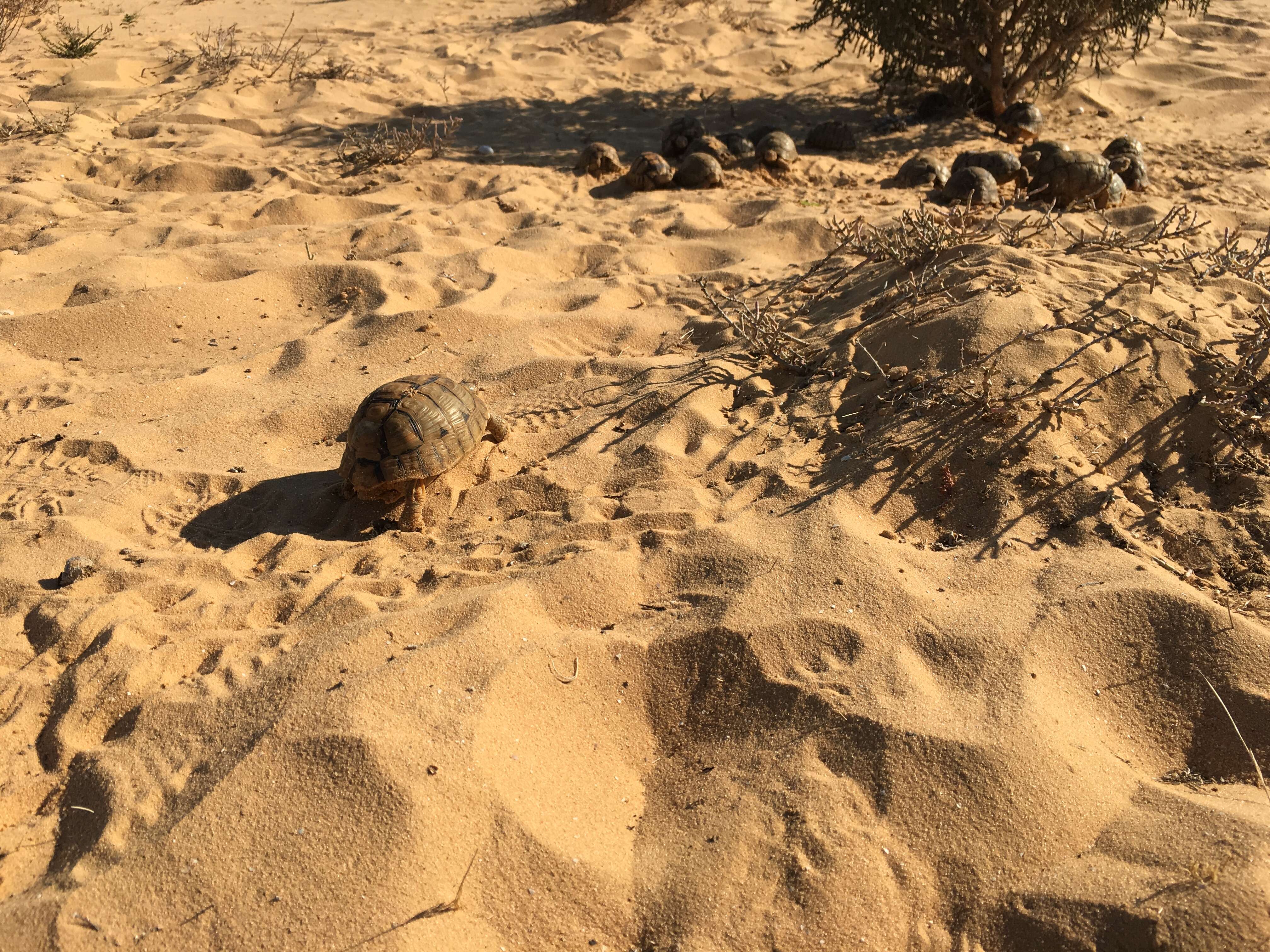 Image of Egyptian Tortoise