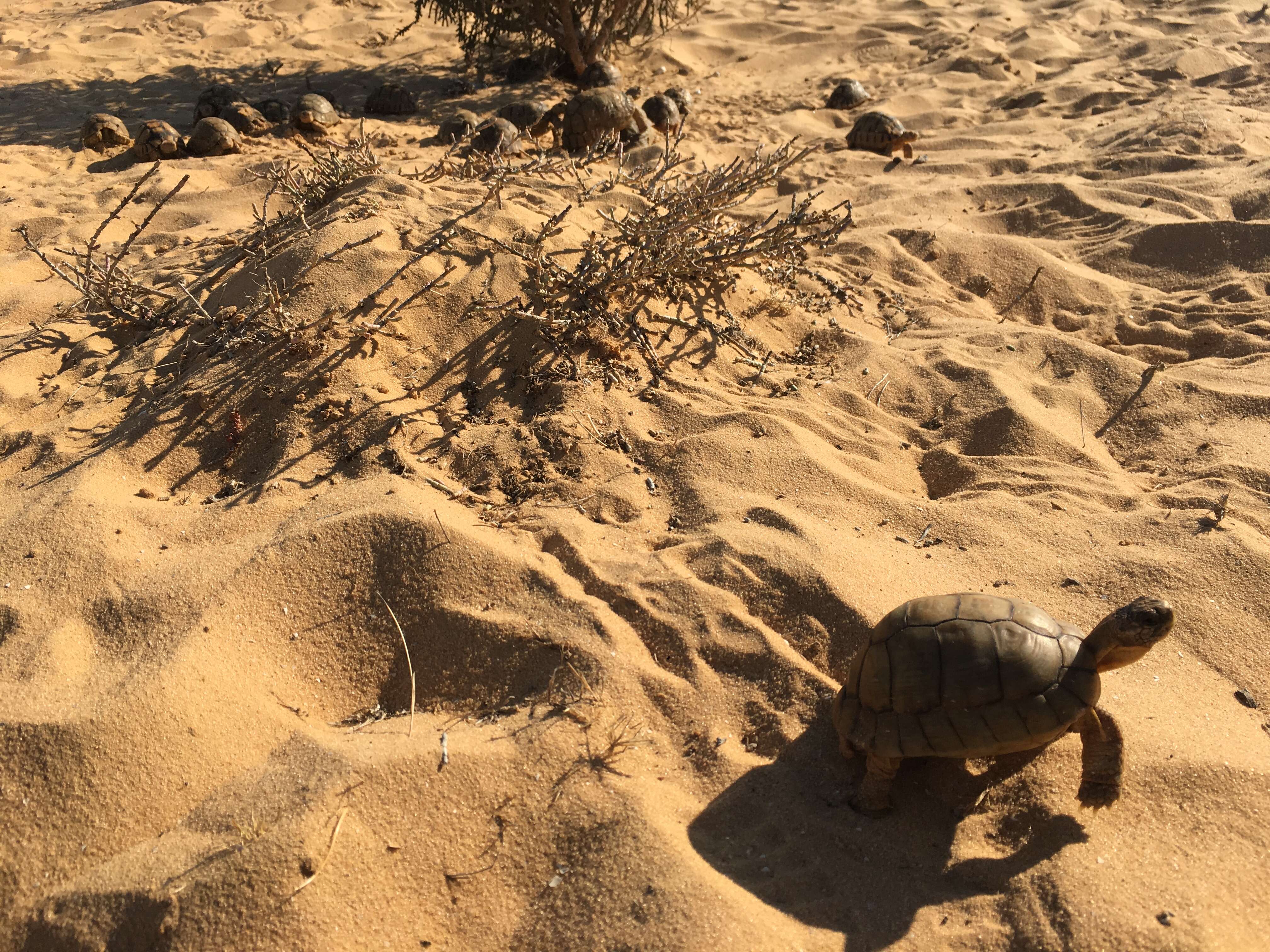 Image of Egyptian Tortoise