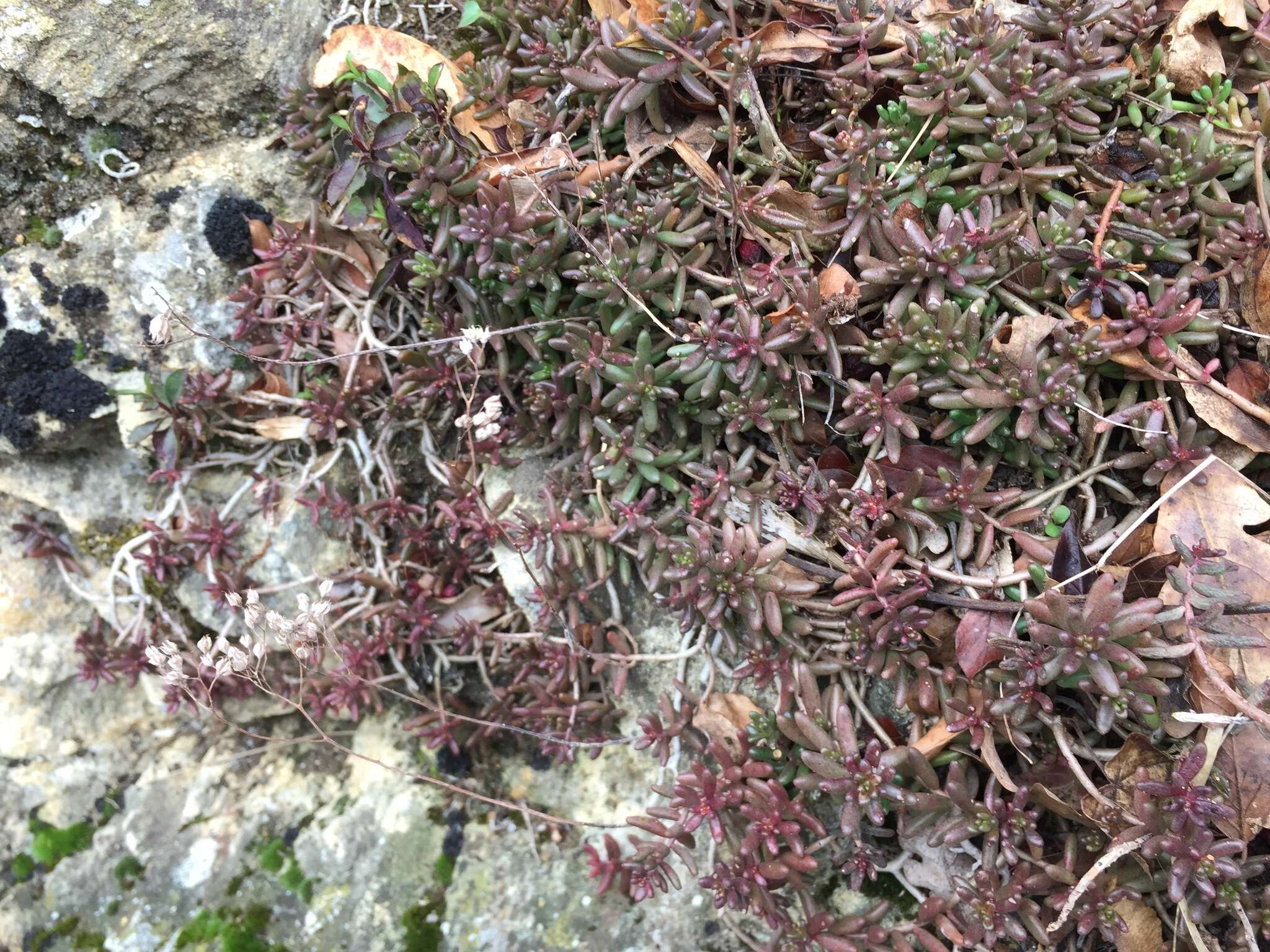 Image of White Stonecrop