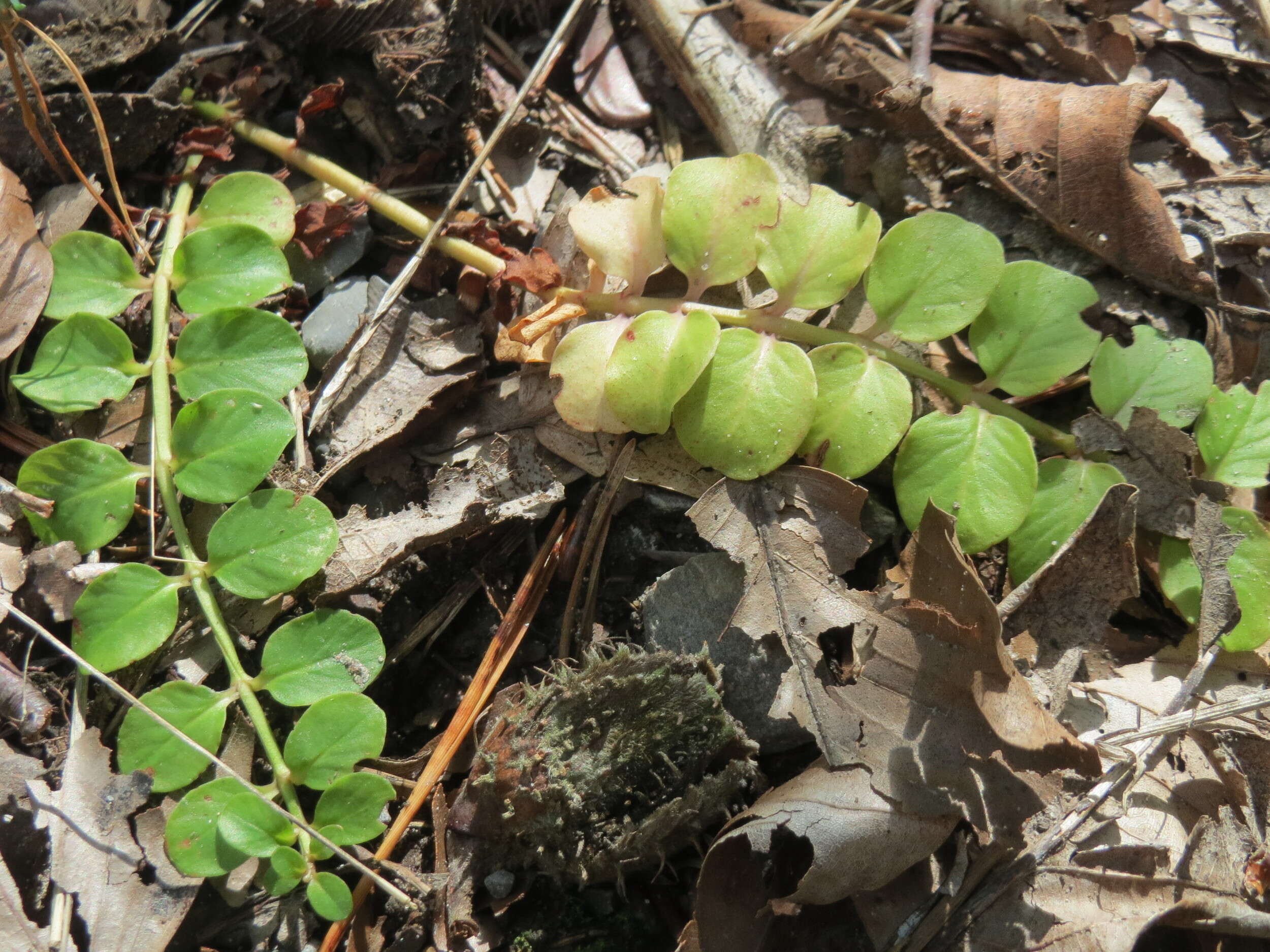 Image of creeping jenny