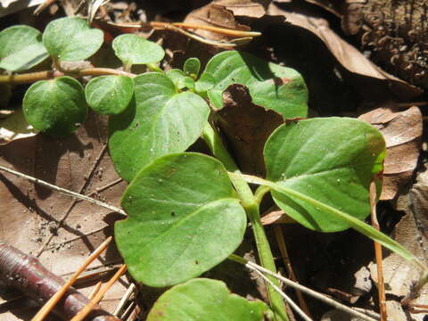 Image of creeping jenny