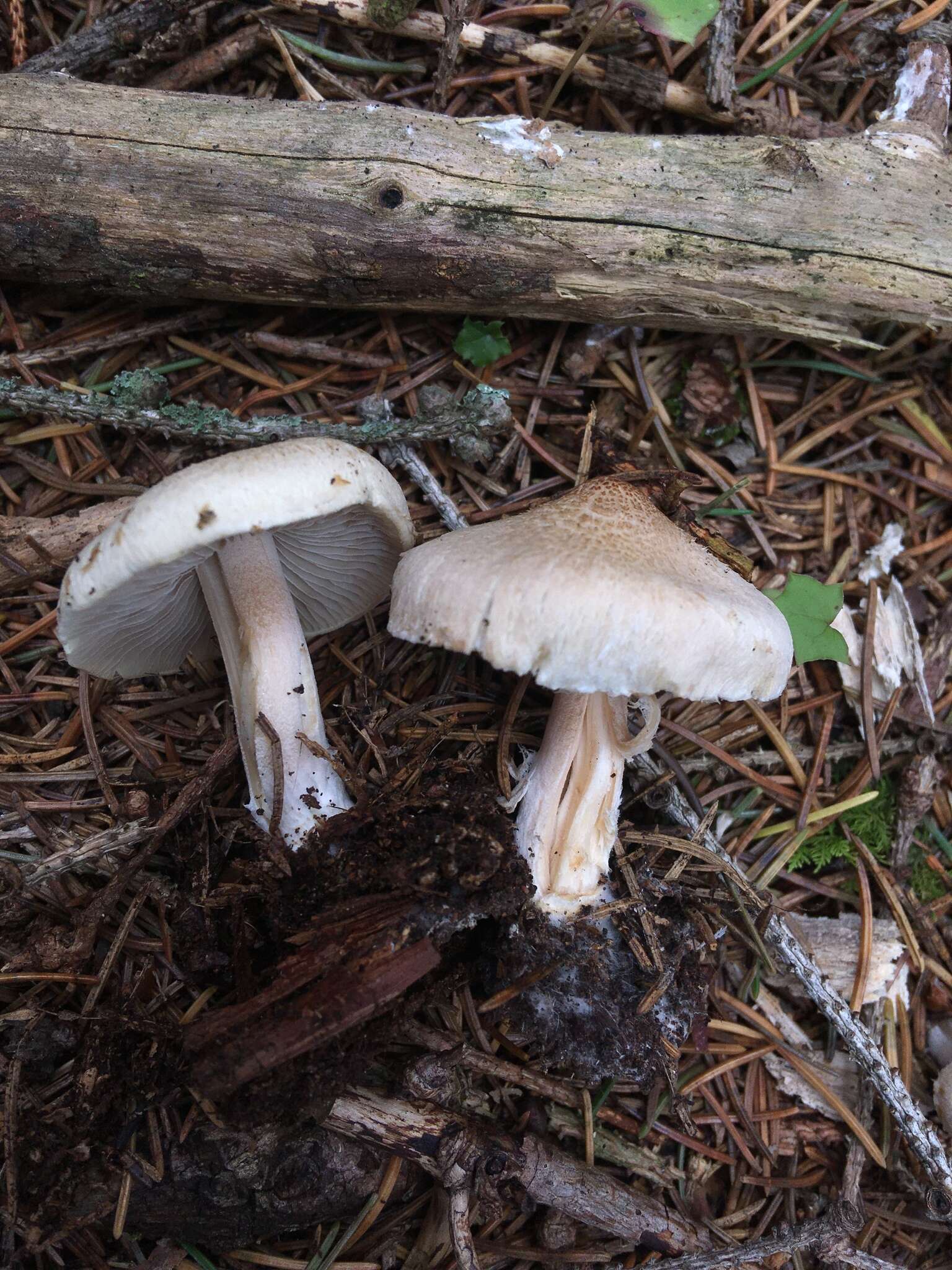 Image of Inocybe sindonia (Fr.) P. Karst. 1879