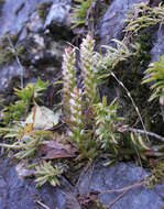 Image of Orostachys japonica A. Berger