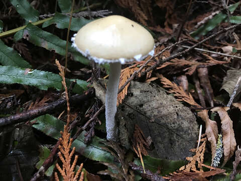 Image of Stropharia ambigua (Peck) Zeller 1914