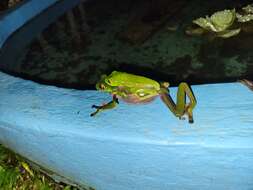 Image of blue-sided leaf frog