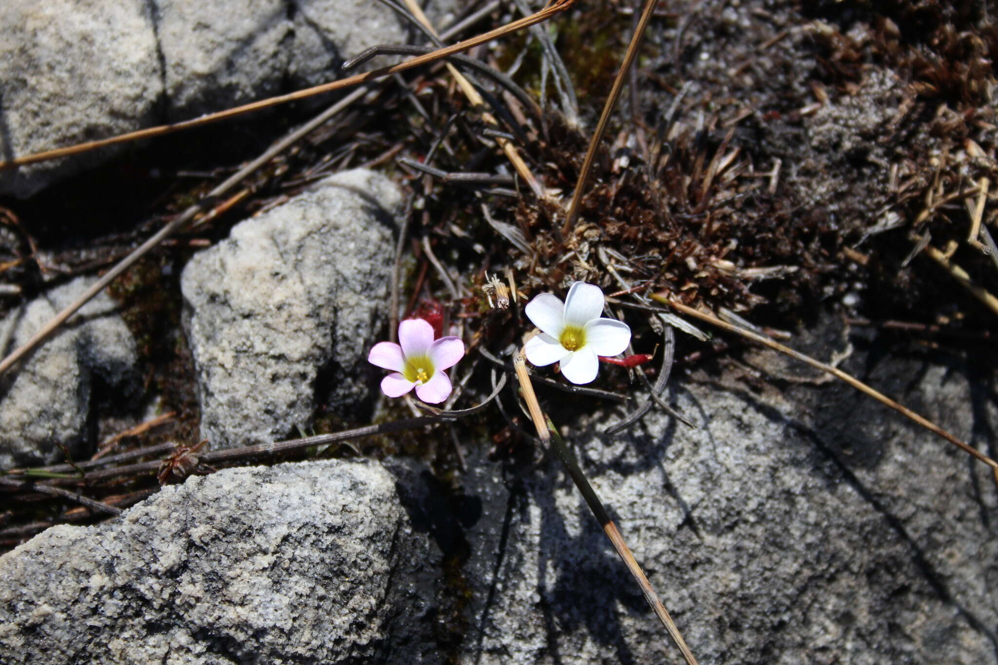 Sivun Oxalis stokoei Weintroub kuva