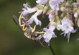 Image of Halictus scabiosae (Rossi 1790)