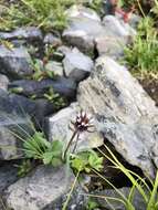 Image of arctic alpine fleabane