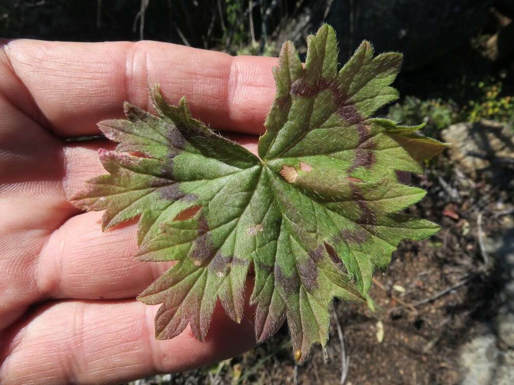 Image of Pelargonium articulatum (Cav.) Willd.