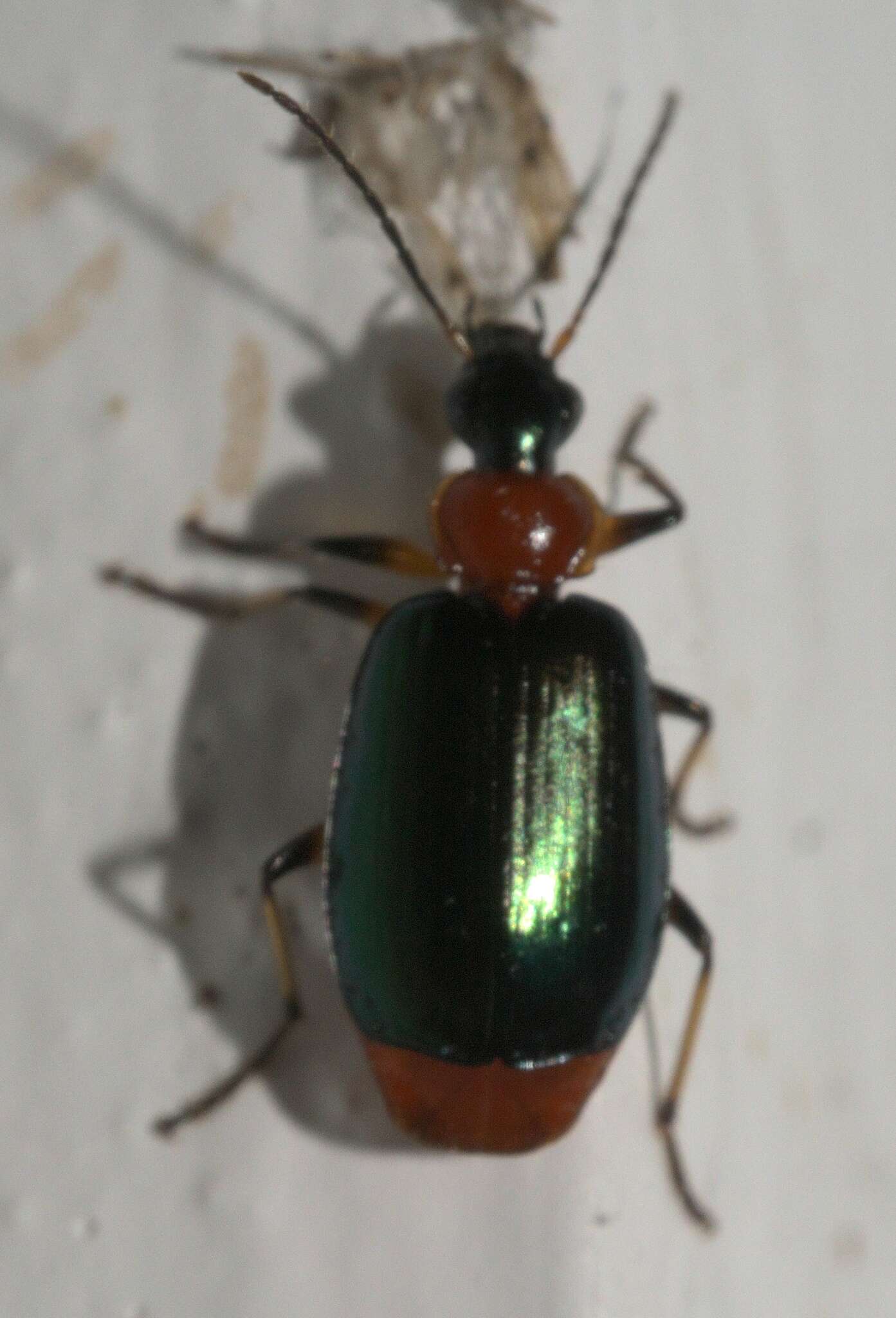 Image of Green-winged Lebia