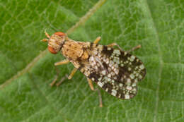 Image of Trypetoptera punctulata (Scopoli 1763)