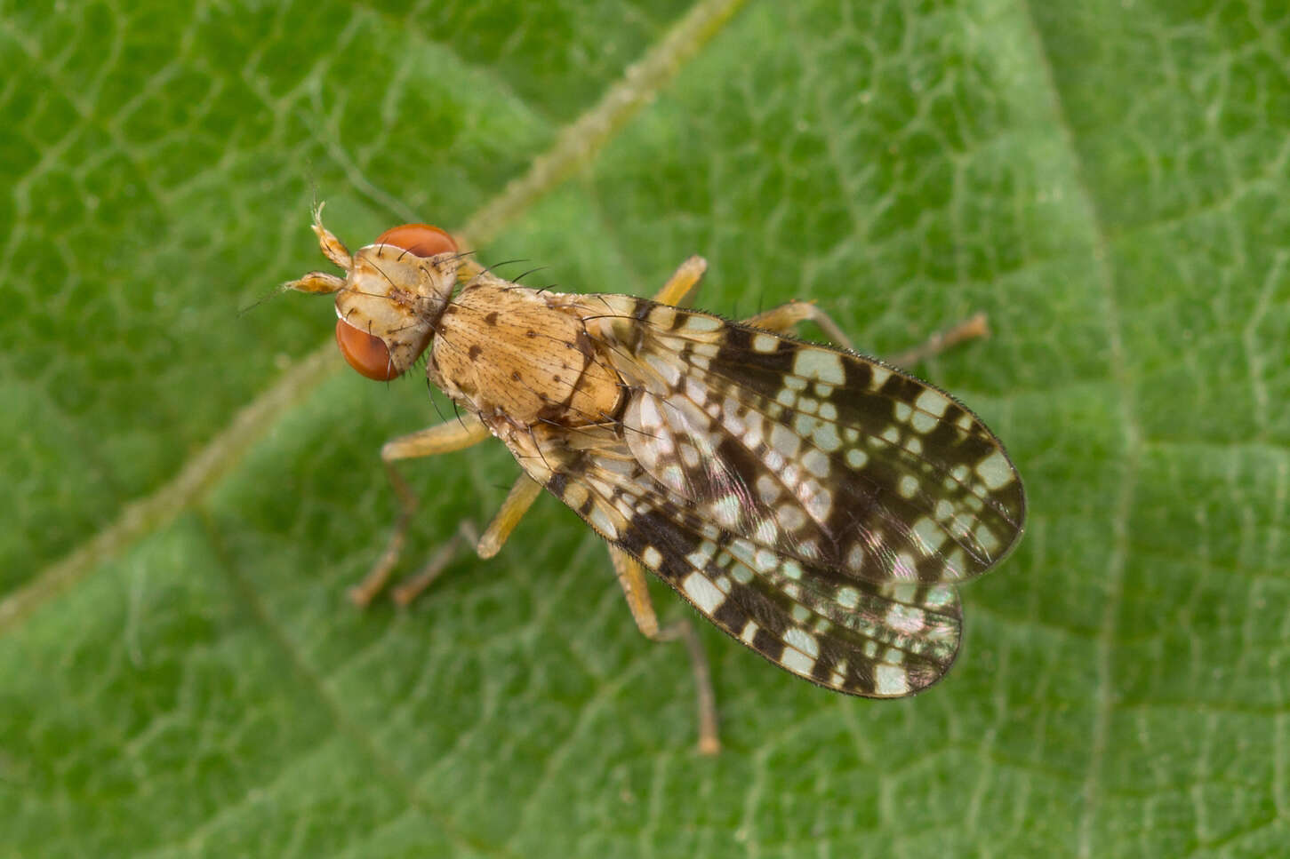 Image of Trypetoptera punctulata (Scopoli 1763)