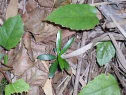 Image of kangaroo vine