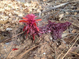 Слика од Pedicularis densiflora Benth.