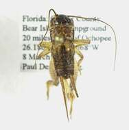 Image of Eastern Striped Cricket