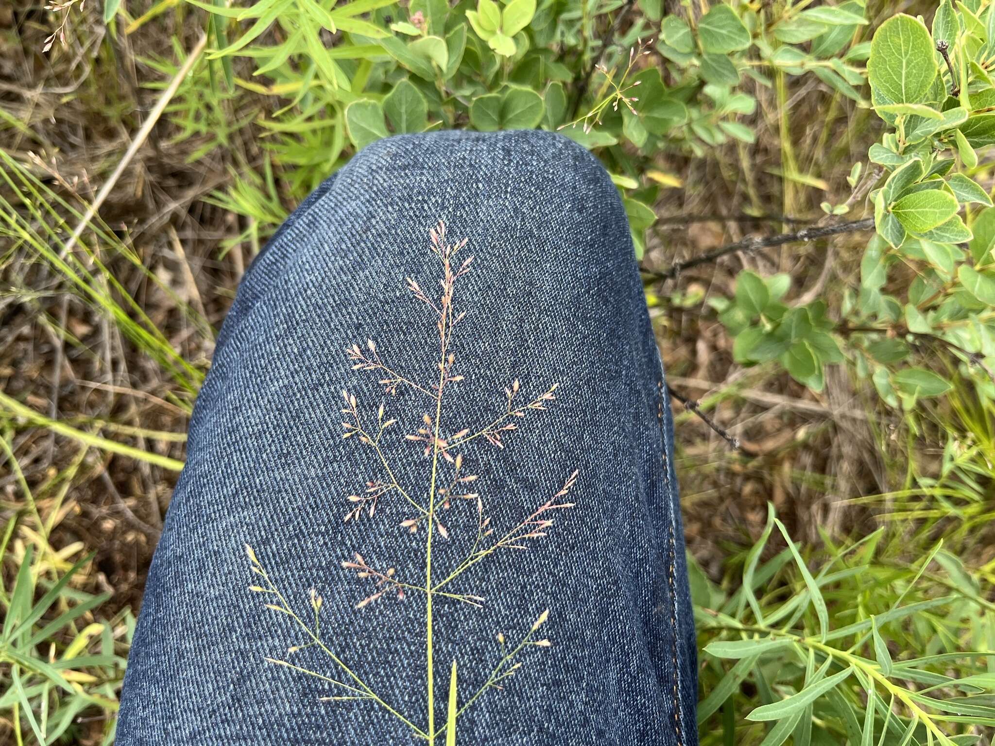 Image of Inland Blue Grass