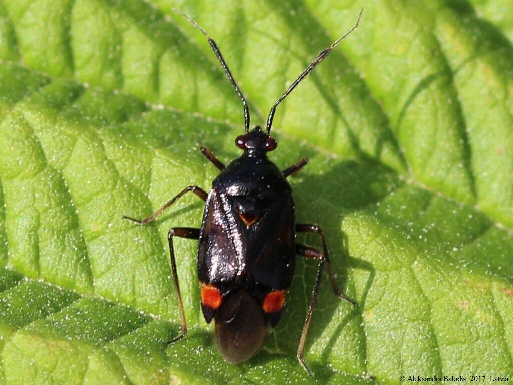 Image of red capsid bug