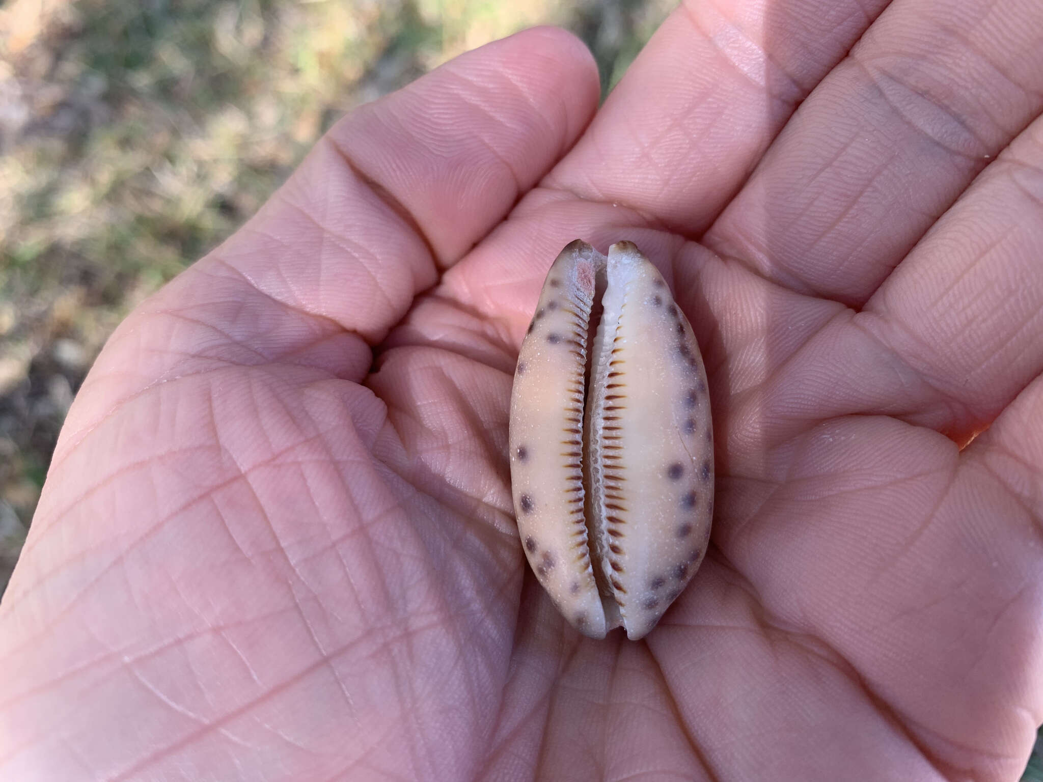 Image of jester cowrie