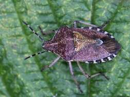 Image of sloe bug