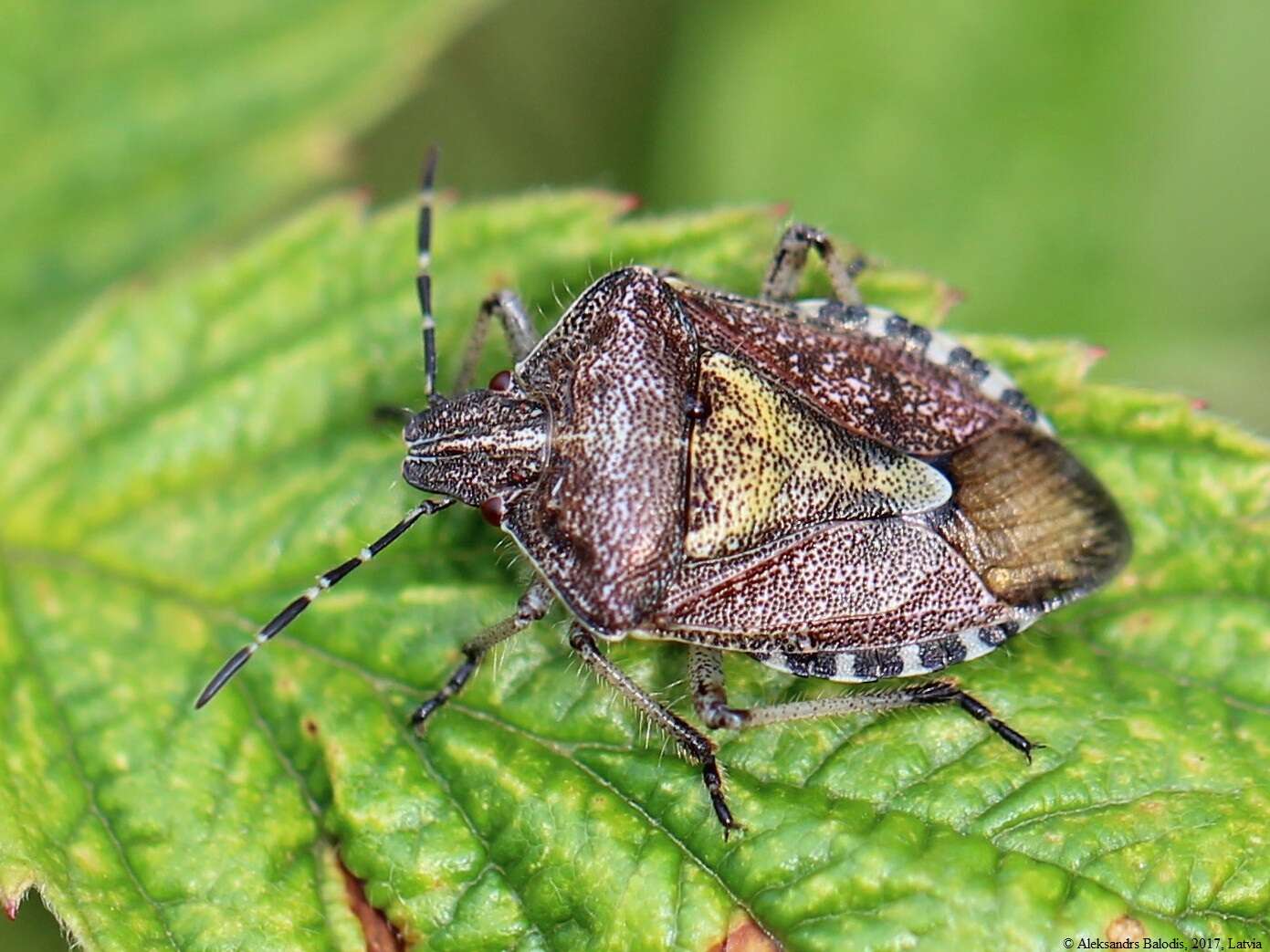 Image of sloe bug