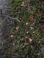 Image of Gaultheria pumila (L. fil.) D. J. Middleton