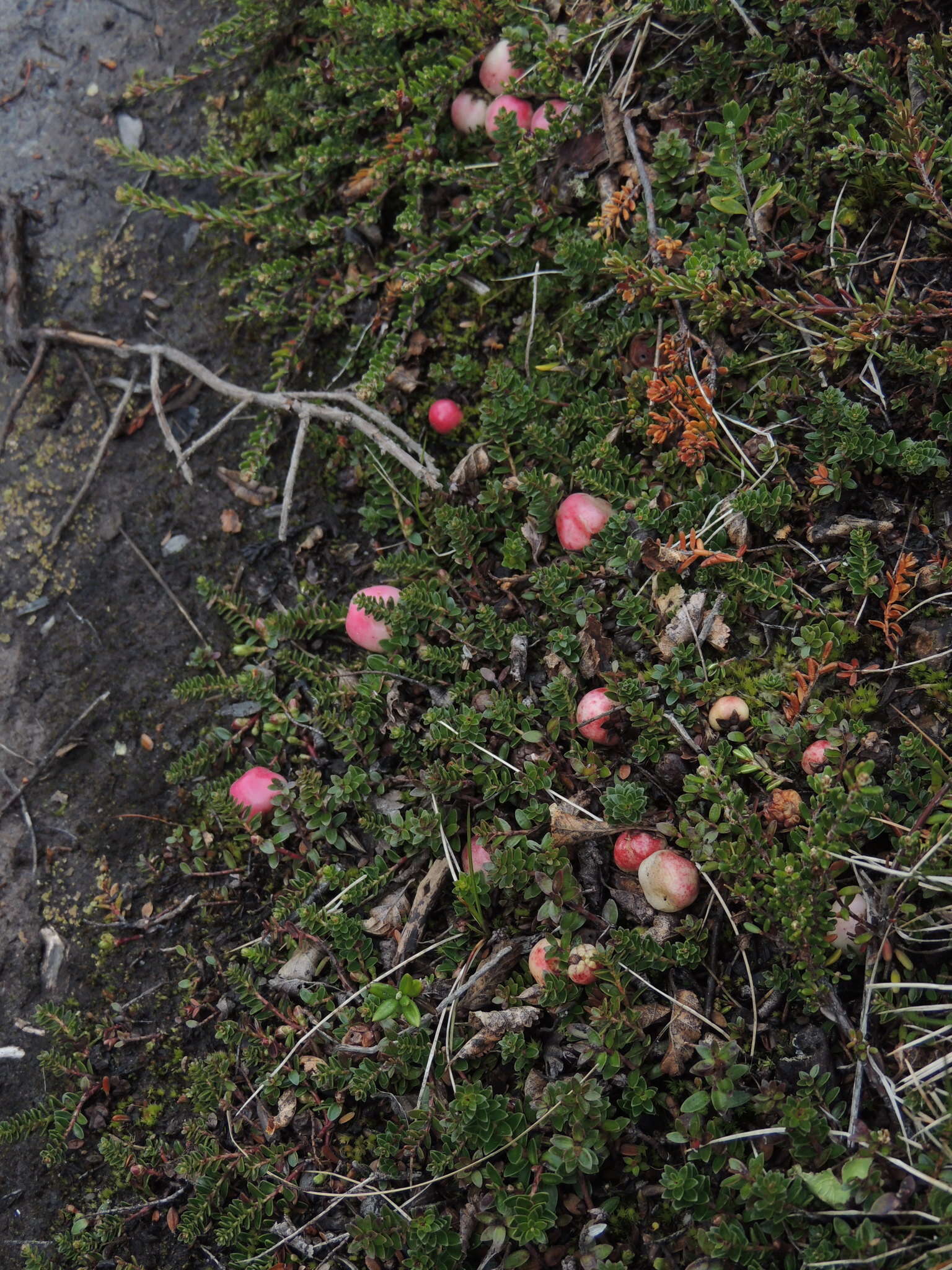 Image of Gaultheria pumila (L. fil.) D. J. Middleton