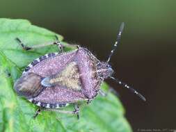 Image of sloe bug