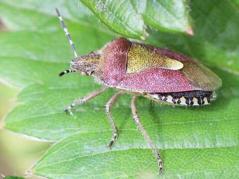 Image of sloe bug