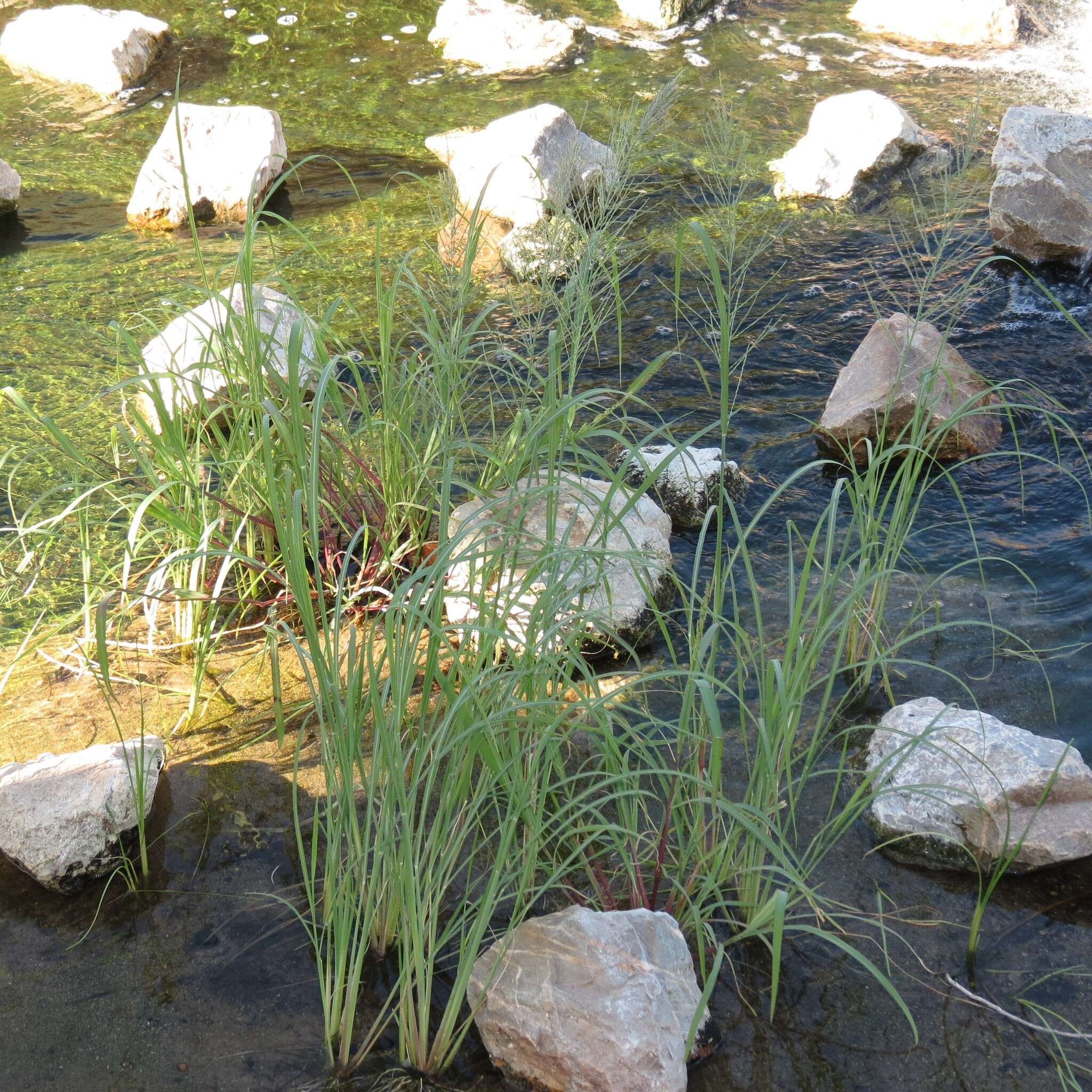 Слика од Leptochloa panicea subsp. brachiata (Steud.) N. Snow