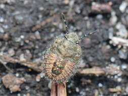 Image of sloe bug