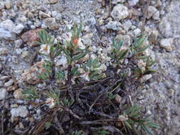 Image of Shasta knotweed