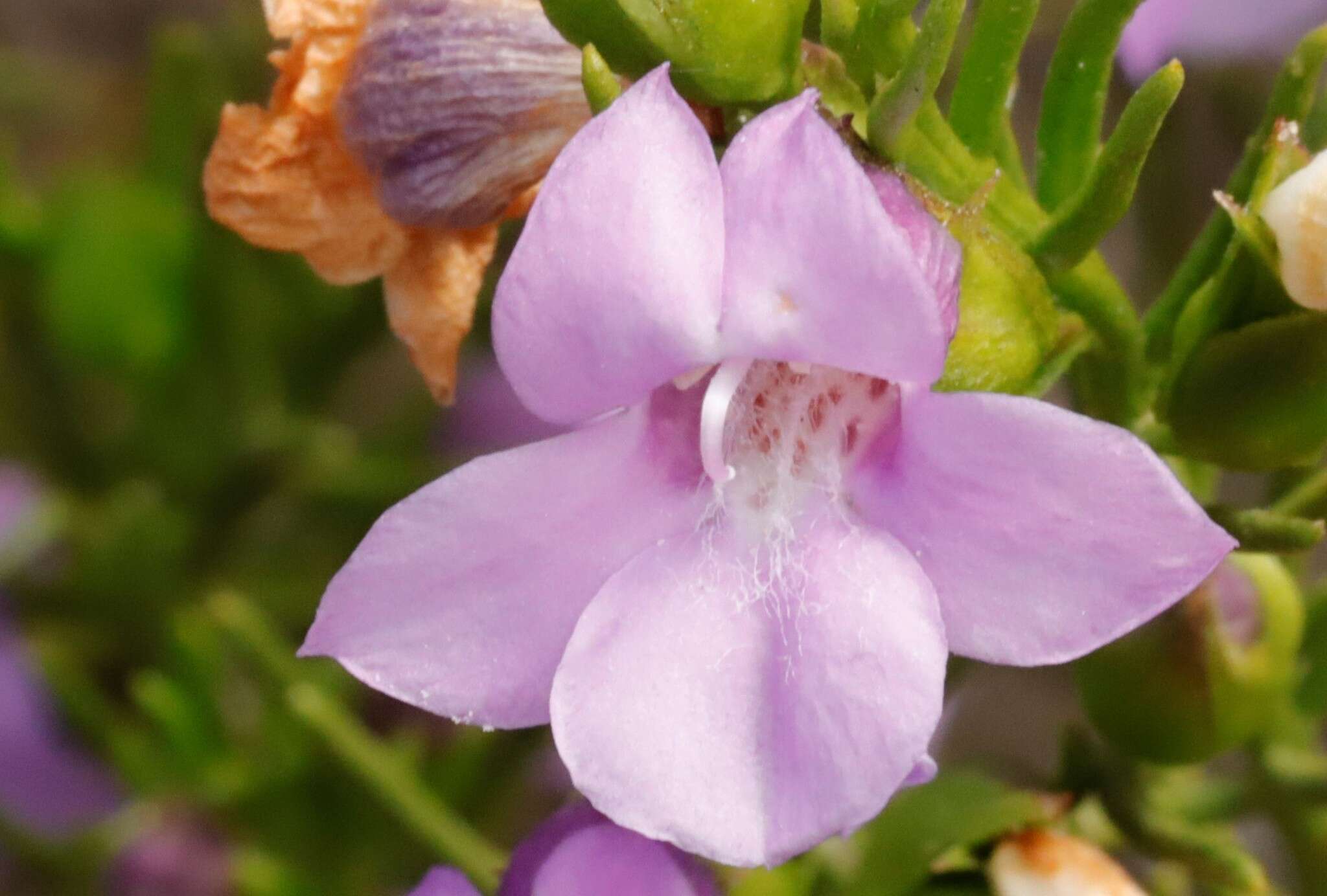 Image of Eremophila papillata Chinnock