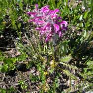 Image of Rocky Mountain Lousewort