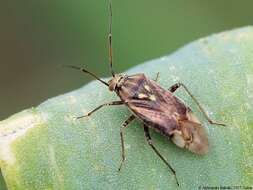 Image of Lygus rugulipennis Poppius 1911