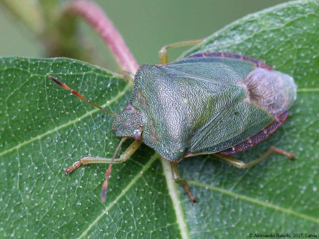 Image of Green shield bug