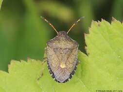 Image of Vernal Shieldbug