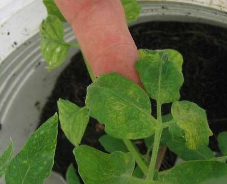 Image of Capsicum chlorosis orthotospovirus