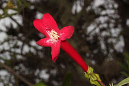 Image of Delostoma lobbii Seem.