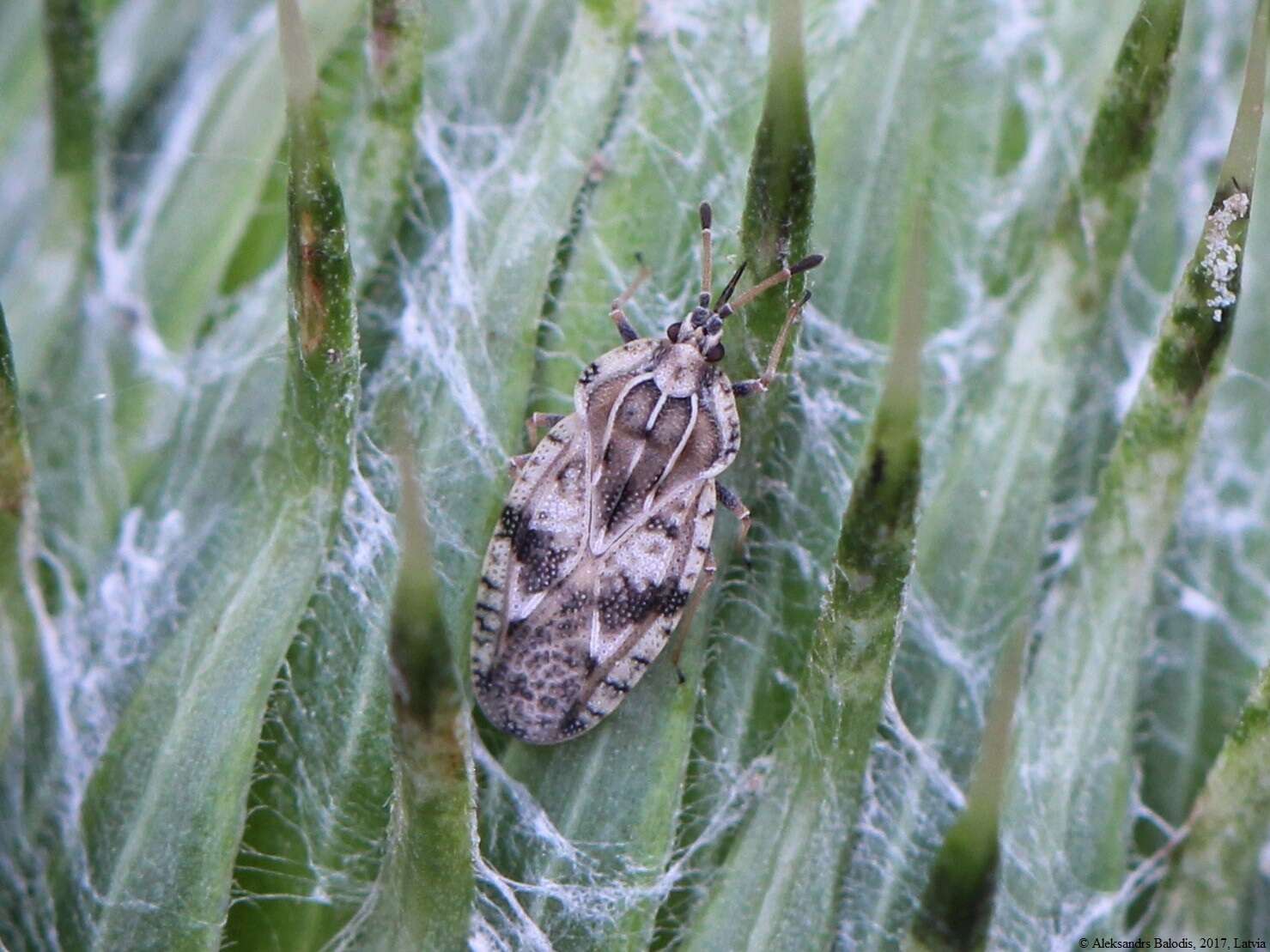 Image of spear thistle lacebug