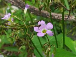 Image of broadleaf woodsorrel