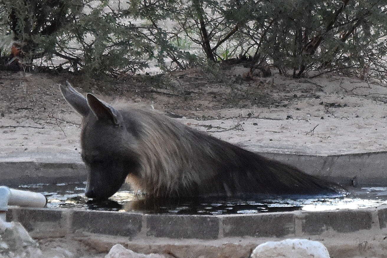 Image of Brown Hyena -- Brown Hyaena